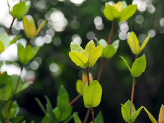 Fototapeta premium Fresh green leaves of a wild Jungle Geranium plant in tropical Suriname South-America