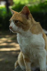 野良猫の眼差し