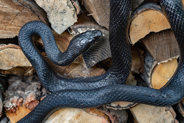 A beautiful black rat snake curled up on a pile of  split logs