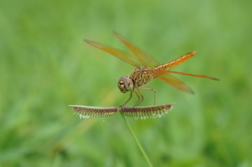 dragonfly on green leaf