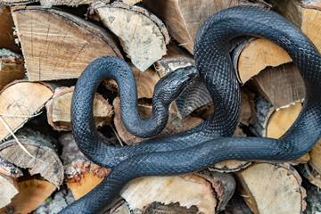 A beautiful black rat snake curled up on a pile of  split logs