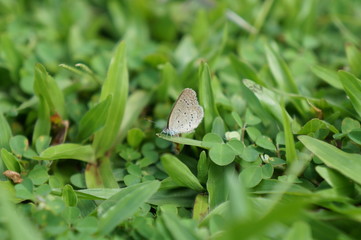 butterfly on grass