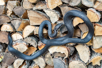 A beautiful black rat snake curled up on a pile of  split logs