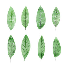 Watercolor botanical collection isolated on white background.