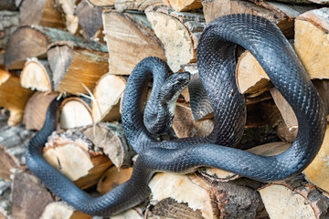 A beautiful black rat snake curled up on a pile of  split logs