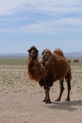 camel in desert