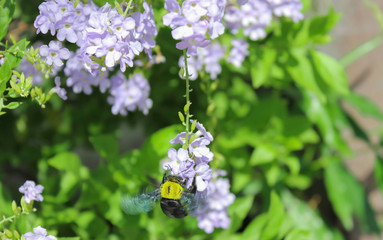 .Bumble bee is pollinating