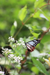 山に生息する蝶