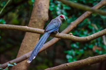 Green billed Malkoha on branch in the forest