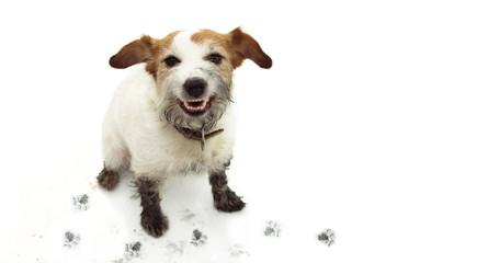 ISOLATED DIRTY JACK RUSSELL DOG, AFTER PLAY IN A MUD PUDDLE WITH PAWPRINTS  AGAINST  WHITE...
