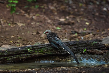 Green billed Malkoha on branch in the forest