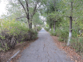 Fototapeta premium road in the forest