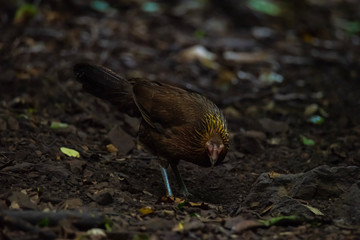 Chicken head red (Gallus gallus)
