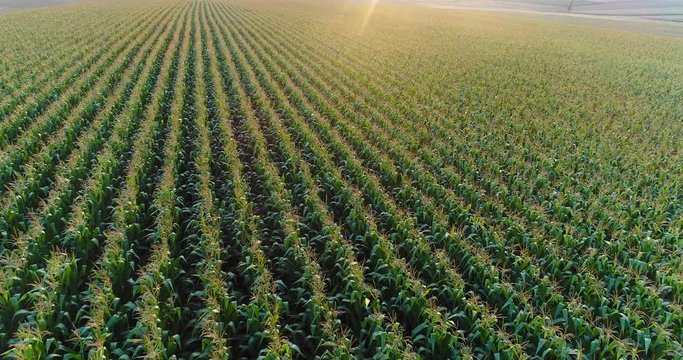 Aerial View of Growing Corn on Agriculture Field