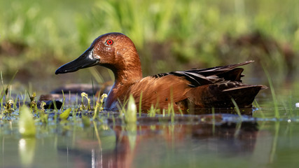 Cinnamon Teal