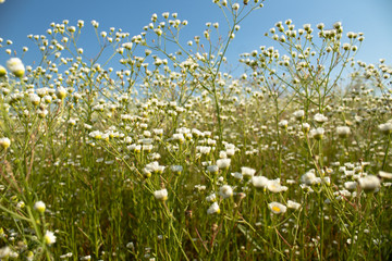 Obraz premium Daisies on the daisy field against the sky in the early summer morning