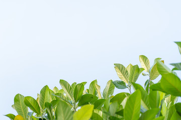 Green leaf with sunlight shade and clear sky as background