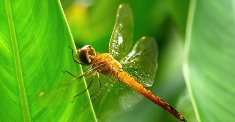 dragonfly