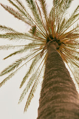 Palmera vista desde abajo