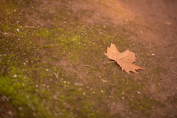 Hoja seca caída en suelo con musgo