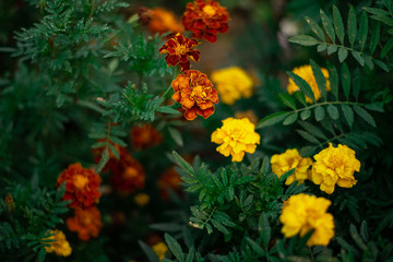 Flores naranjas y amarillas con fondo verde