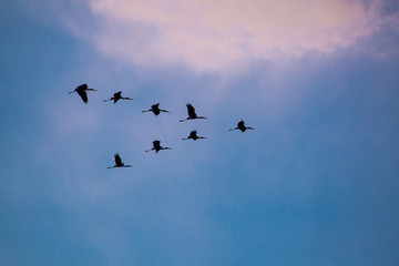 Flock of birds flying in the sky.