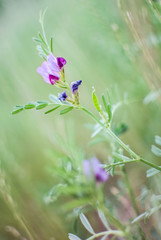 Pequeñas flores rosas y moradas con fondo verde desenfocado