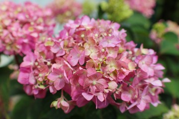 Closeup of Hydrangea blossoms