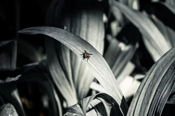Fototapeten black and white picture of a fly on the lief of a plant © kapichka