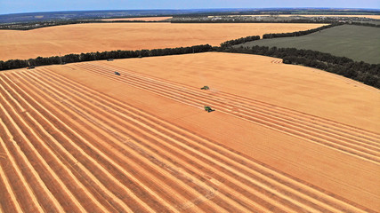 Rural landscape. Harvesters in a field harvesting wheat. Aerial view from drone.