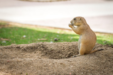 the gopher is watching out for somebody