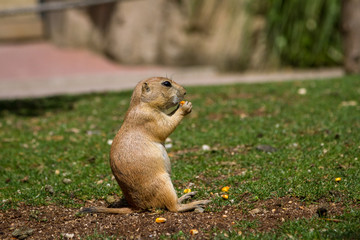 the gopher is watching out for somebody