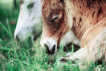 Herd of horses have a rest in the field