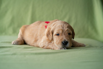 Adorable newborn golden doodle puppy laying on a lime green background.
