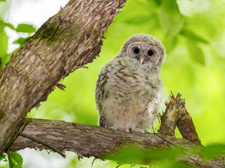 Barred Owl ( Owlet ) Sitting on Tree Branch