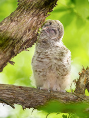 Barred Owl ( Owlet ) Sitting on Tree Branch and Scratching