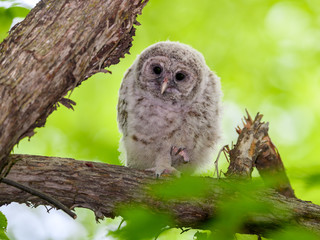 Barred Owl ( Owlet ) Sitting on Tree Branch