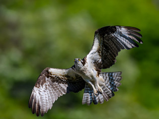 Osprey in Flight on Green Background