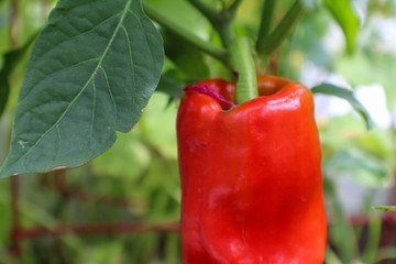 Red Cubanelle Pepper ripening in the garden