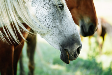 Horse relaxing in shade from hot sun and breeze