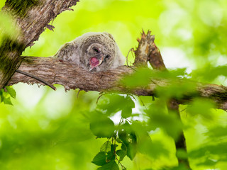 Barred Owl ( Owlet ) Lying Face Down on Tree Branch and Yawning