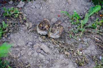 ducklings on grass
