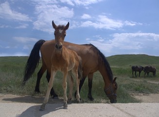 funny foal with mom horse in the field