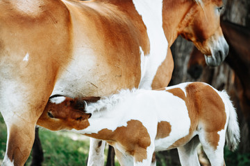 Mare feeding a young foal. Foal drinking milk from her mom
