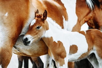 The American Paint Horse is a breed of horse