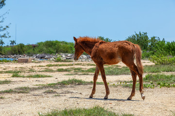 Obraz premium Small and Skinny young wild Horse during a sunny day. Taken in a small town, Cardenas, near Varadero, Cuba.