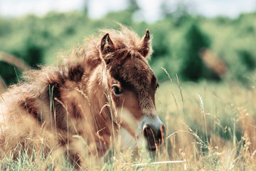 Horse foal lying on green grass. Horse colt in nature. Cute horse foal