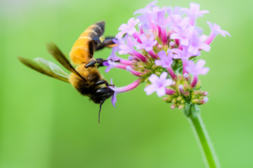 Closeup bee are looking for sweet water on flowers in the garden.