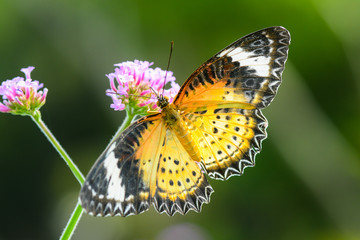 Closeup butterfly are looking for sweet water on flowers in the garden.