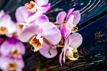 A branch of purple orchids on a brown wooden background
